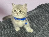Chaton British Silver Blue