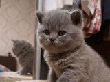 Chaton British Blue