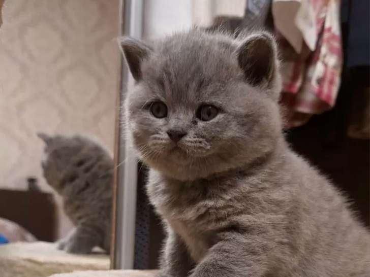 Chaton British Blue