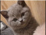 Chaton British Blue
