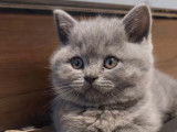 Chaton British Blue