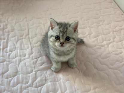 Chaton British  silver tabby et golden tabby