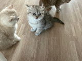 Chaton British  silver tabby et golden tabby