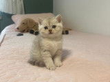 Chaton British  silver tabby et golden tabby