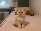 Chaton British  silver tabby et golden tabby