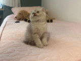 Chaton British  silver tabby et golden tabby