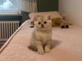 Chaton British  silver tabby et golden tabby