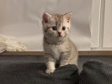 Chaton British  silver tabby et golden tabby