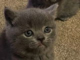 Chaton british shortair