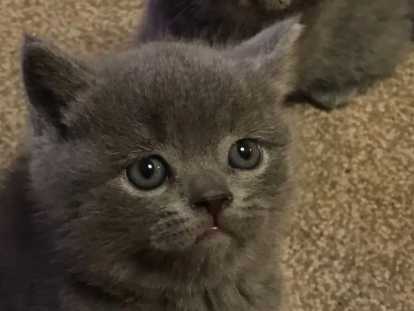 Chaton british shortair