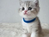 Chaton british shortair bleu tabby
