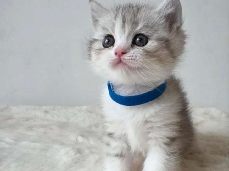 Chaton british shortair bleu tabby