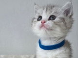 Chaton british shortair bleu tabby