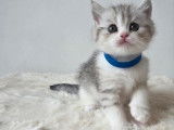 Chaton british shortair bleu tabby
