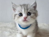 Chaton british shortair bleu tabby