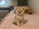 Chaton british shortair silver et golden