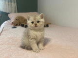 Chaton british shortair silver et golden