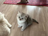 Chaton british shortair silver et golden