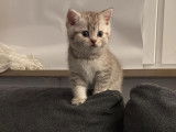 Chaton british shortair silver et golden