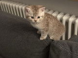 Chaton british shortair silver et golden
