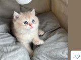 Chaton british shortair silver et golden