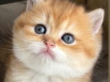 Chaton british shortair silver et golden