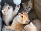 Chaton british shortair silver et golden