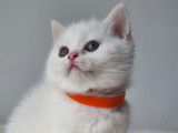 Chaton british shortair blanc