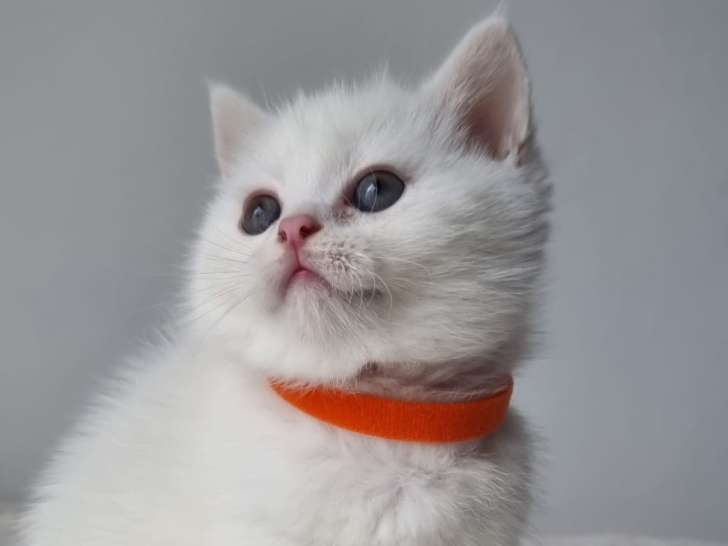 Chaton british shortair blanc