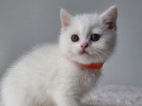 Chaton british shortair blanc