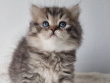Chaton british Longhair