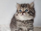 Chaton british Longhair