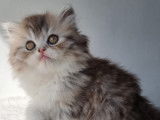 Chaton british Longhair