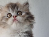 Chaton british Longhair