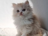 Chaton british Longhair