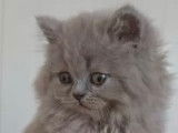 Chaton british Longhair bleu et blanc