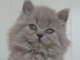 Chaton british Longhair bleu et blanc