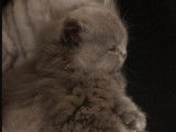 Chaton british Longhair bleu et blanc