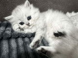 Chaton british Longhair bleu et blanc