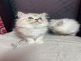 Chaton british Longhair beige et blanc