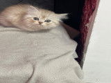 Chaton british Longhair beige et blanc