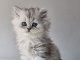 Chaton british Longhair beige et blanc