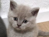 Chaton british shortair Lilac et chocolat