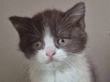 Chaton british shortair Lilac et chocolat