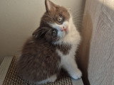 Chaton british shortair Lilac et chocolat