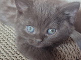 Chaton british shortair Lilac et chocolat
