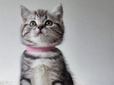 Chaton british shortair silver