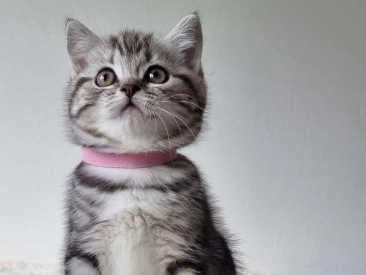 Chaton british shortair silver