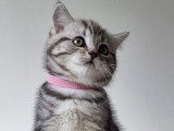 Chaton british shortair silver