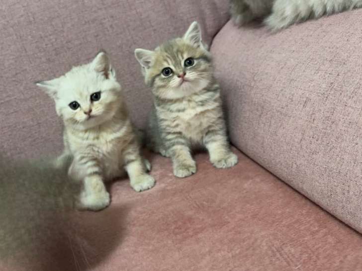 Chaton british shortair silver